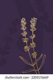 Conjunto de ilustraciones pintadas a mano de lavanda abstracta para la decoración de las paredes, flor minimalista con estilo de sketch. Postcard, Banner de medios sociales, Fondo de diseño de portada de folletos. Pintura Resumen Moderna.