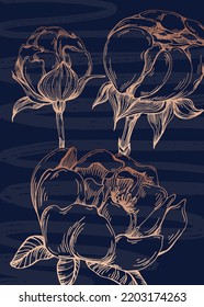 Set of Abstract peonies Hand Painted Illustrations for Wall Decoration, minimalist flower in sketch style. Postcard, Social Media Banner, Brochure Cover Design Background. Modern Abstract Painting.