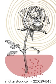 Set of Abstract Roses Hand Painted Illustrations for Wall Decoration, minimalist flower in sketch style. Postcard, Social Media Banner, Brochure Cover Design Background. Modern Abstract Painting.