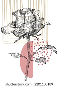 Conjunto de ilustraciones pintadas a mano de rosas abstractas para la decoración de las paredes, flor minimalista con estilo de sketch. Postcard, Banner de medios sociales, Fondo de diseño de portada de folletos. Pintura Resumen Moderna.