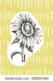 Set of Abstract Sunflower Hand Painted Illustrations for Wall Decoration, minimalist flower in sketch style. Postcard, Social Media Banner, Brochure Cover Design Background. Modern Abstract Painting.