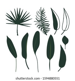 Set of abstract tropical leaves. Vector isolated stock elements on a white background. Silhouette floral foliage. Exotic flat design. Botanical illustration. Design flyer,brochure, wedding invitation.