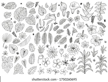 Set of abstract tropical plants, flowers, leaves. Vector design isolated elements. Wildlife sketch black floral jungle. Rainforest white background. Hand drawn vector illustration