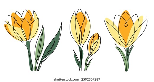 Set of abstract yellow crocus  flowers drawn in one continuous black line on white background. Minimalist floral vector illustration