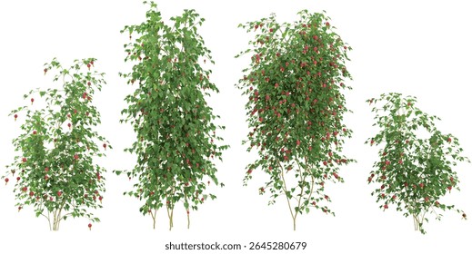 Set of Abutilon creeper plants isolated on transparent background