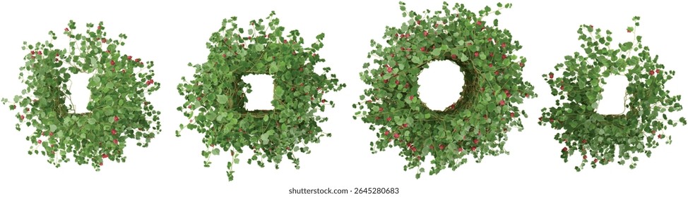 Set of Abutilon creeper plants isolated on transparent background from the top view