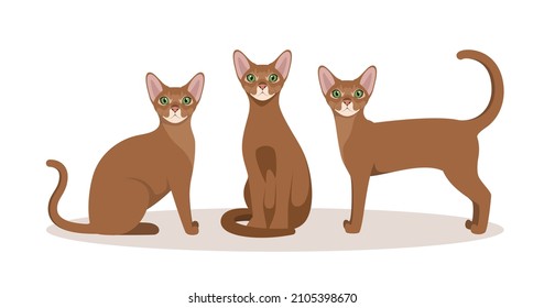 A set of Abyssinian cats on a white background. Cartoon design.
