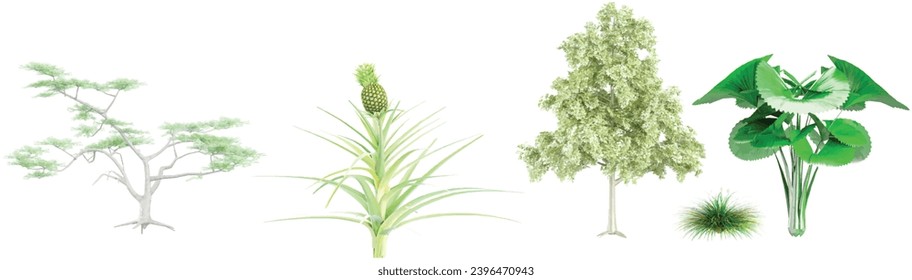 set of Acacia constricta,Festuca idahoensis,Quercus petraea,Licuala orbicularis,Ananas comosus trees on transparent background, 3D rendering