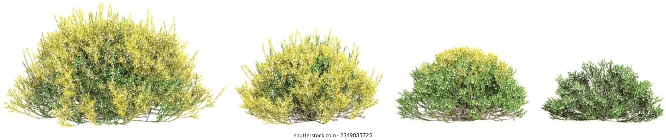 conjunto de Acacia dealbata, árboles Dill sobre fondo transparente, representación 3D