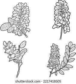 Set Acacia flowers and leaves Sketch line art isolated on white background. Black and white drawing of a flower. Drawing by hand.