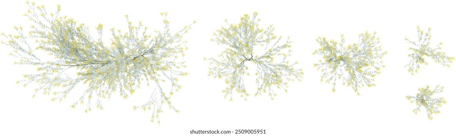set of Acacia plants rendered from the top view, 3D illustration, for digital composition, illustration, 2D plans, architecture visualization