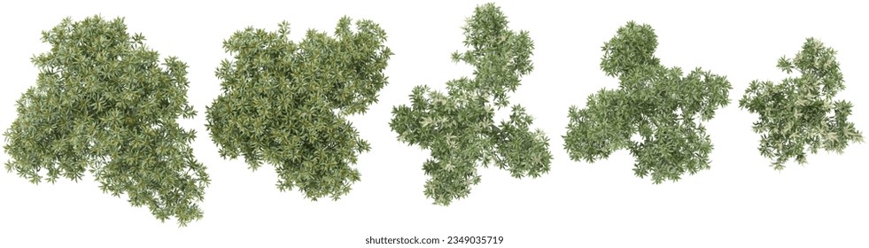 Set of Acacia,Eucalyptus 3D rendering. top view, plan view, for illustration, architecture presentation, visualization, digital composition