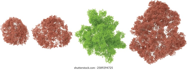 set of Acer plants on transparent background from the top view