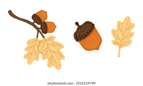 Set with acorn nut with branch and nuts on white background. Illustration autumn design