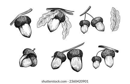 Conjunto de maíz, hoja de roble. Esbozar ilustración vectorial.