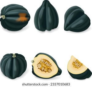 Set of Acorn squash or Honey bear squash. Tuffy squash. Winter squash. Cucurbita pepo. Fruits and vegetables. Isolated vector illustration.