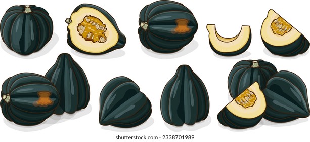 Juego de squash de maíz o squash de oso de miel. Aplastamiento. Calabaza de invierno. Cucurbita pepo. Frutas y verduras. Clipart. Ilustración vectorial aislada.