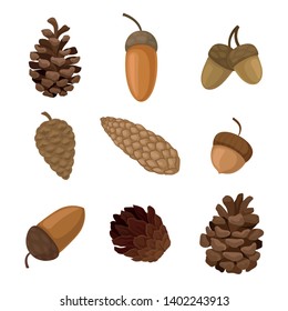Set of acorns and cones. Vector illustration on white background.