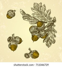 Set of acorns and leaf oak. Vintage style. Vector illustration.