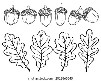 Set of acorns with leaves. Collection of hazelnuts with caps. Oak leaves. Forest. Vector illustration of autumn Ekibana on a white background.