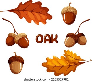 Set of acorns and oak leaves
