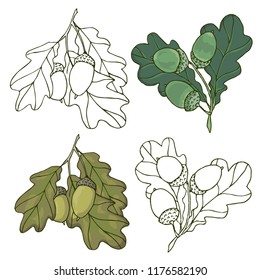 Set of acorns and oak leaves. Branches of oak tree on white background.