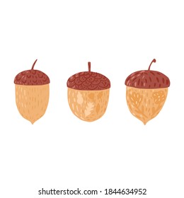 Set acorns on white background. Autumn season acorns brown color with flowers and leaves hand drawn in doodle style vector illustration.