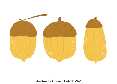 set of acorns vector illustration. oak fruit