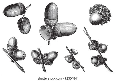 set of acorns / vintage illustration from Meyers Konversations-Lexikon 1897