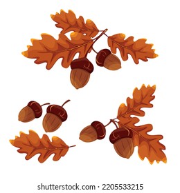 A set of acorns.A branch with oak leaves and acorns.Autumn elements .Vector illustration.