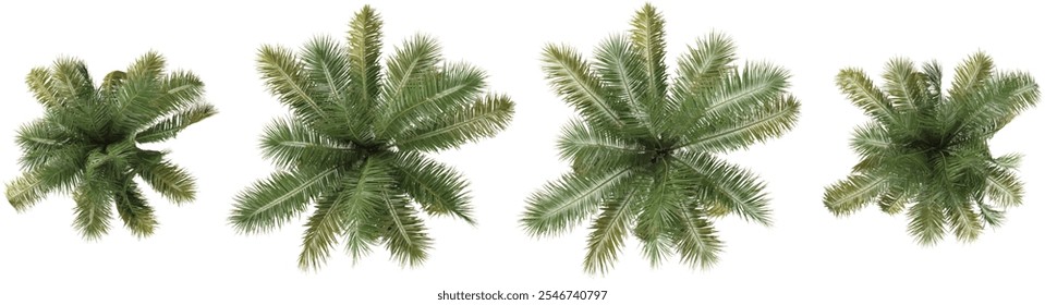 set of Acrocomia aculeata trees on transparent background from the top view