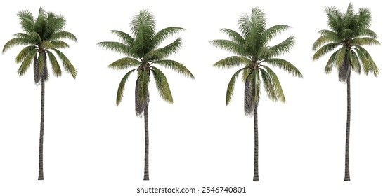 set of Acrocomia aculeata trees on transparent background