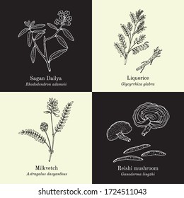 Set of adaptogenic medicinal plants. Hand drawn botanical vector illustration