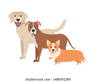 set of adorable dogs on white background