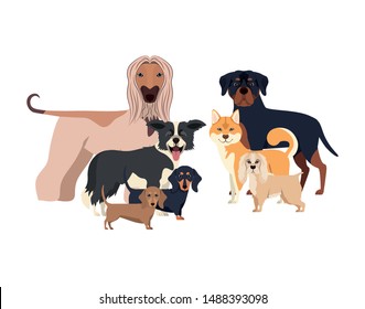 set of adorable dogs on white background