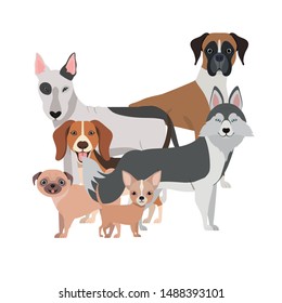 set of adorable dogs on white background