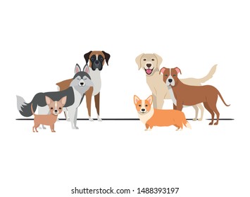 set of adorable dogs on white background