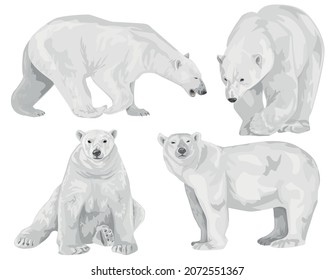 Set Adult Bears Various Poses Polar Stock Vector (Royalty Free ...