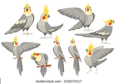 Conjunto de loro adulto de la cacatiel gris normal (Nymphicus hollandicus, corella) dibujo de pájaro dibujo plano vectorial aislado sobre fondo blanco