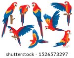 Set of adult parrot of red-and-green macaw Ara (Ara chloropterus) cartoon bird design flat vector illustration isolated on white background