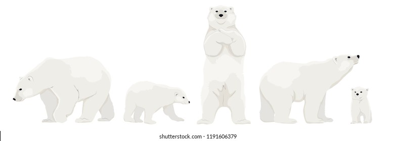 Set of adult polar bears and their young cubs in various poses. Northern animals. Vector