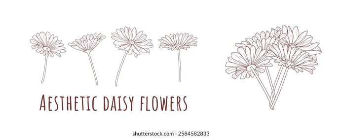 set of aesthetic flowers, daisy flower in handraw style, minimalist design