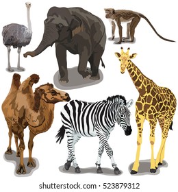 Set With African Animals
