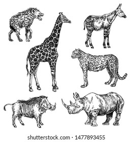 Set of african animals. Giraffe, okapi, warthog, hyena, rhino, cheetah. Sketch. Engraving style. Vector illustration.