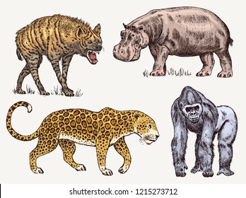 Set of African animals. Hippopotamus Leopard Hyena Western gorilla. Engraved hand drawn Vintage old monochrome safari sketch. Vector illustration.