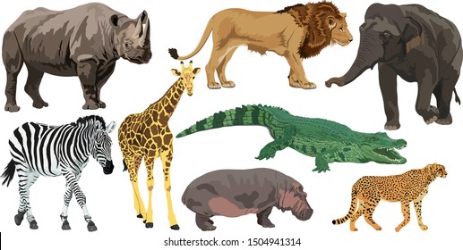 Set of African animals on white background