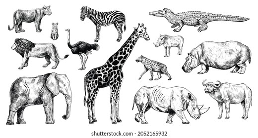 Set African animals on white background. Collection giraffe, elephant, rhinoceros, hippo, buffalo. Kinds mammal zebra, ostrich, lion, hyena, warthog, crocodile in engraving style. Vector illustration