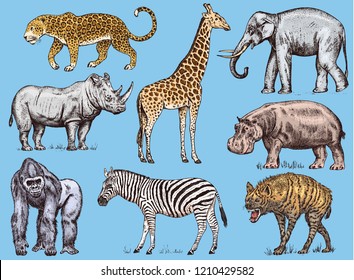 Set of African animals. Rhinoceros Elephant Giraffe Hippopotamus Leopard Hyena Western gorilla Wild zebra. Engraved hand drawn Vintage old monochrome safari sketch. Vector illustration.