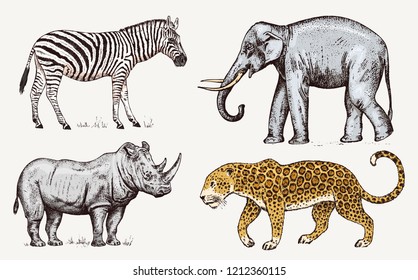 Set of African animals. Rhinoceros Elephant Leopard. Engraved hand drawn Vintage old monochrome safari sketch. Vector illustration.