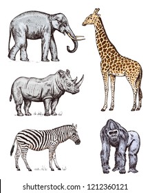 Set of African animals. Rhinoceros Elephant Giraffe Western gorilla Wild zebra. Engraved hand drawn Vintage old monochrome safari sketch. Vector illustration.